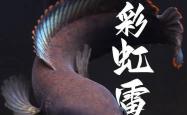 《国产雷龙顶流！彩虹雷龙（南鳢）品种故事与发色文化图鉴》