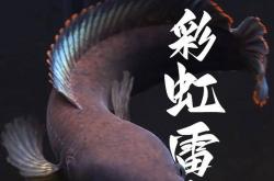 《国产雷龙顶流！彩虹雷龙（南鳢）品种故事与发色文化图鉴》