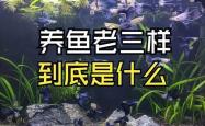 养鱼老三样能治疗哪些病?