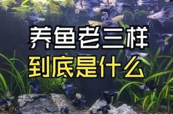 养鱼老三样能治疗哪些病?