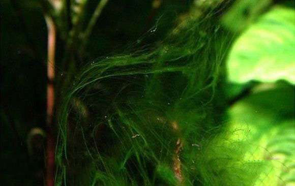 202509091757409489453891 5