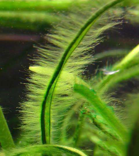 202509091757409540590070 9