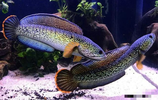 202509161758008621769190 1