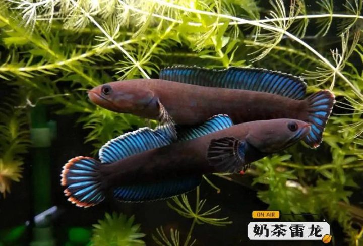 202509181758185476274974 1