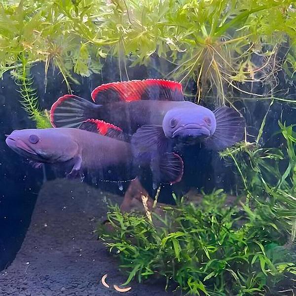 202510221761112419744881 2