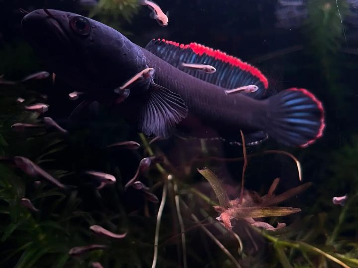 202510221761112791117156 6