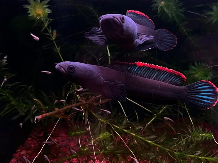 202510221761112791827347 5