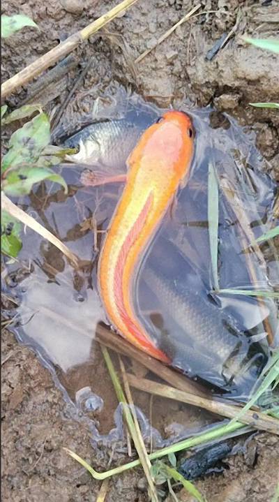 202511061762410859263687 4 202511061762410859263687 4