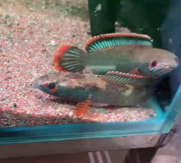 202511121762934808222736 1 202511121762934808222736 1