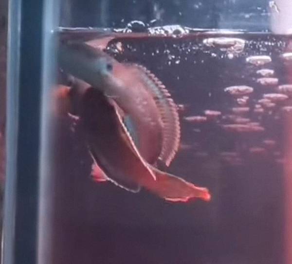 202511121762934828344706 2 202511121762934828344706 2