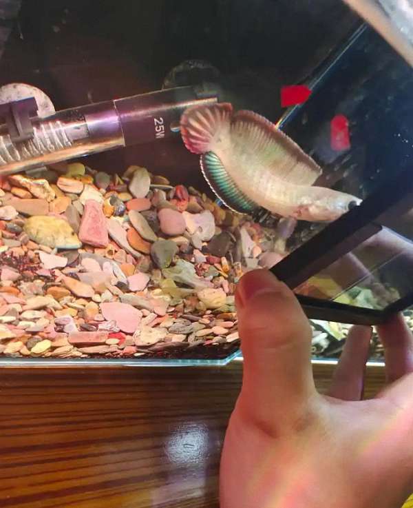 21095_yebt_8451 2 21095_yebt_8451 2