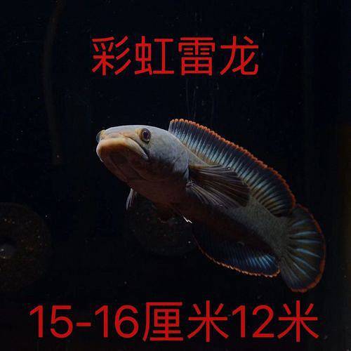 31486_o0jq_7104 1 31486_o0jq_7104 1