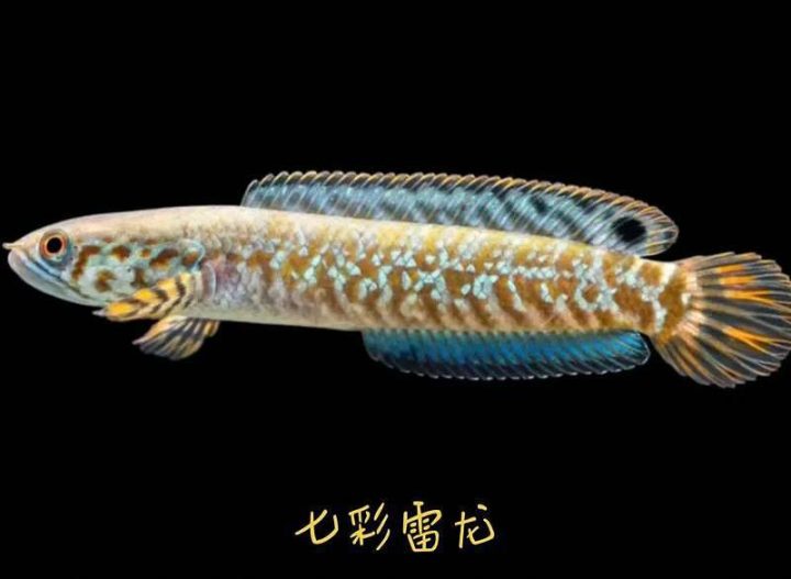 31503_pynq_2839 2 31503_pynq_2839 2