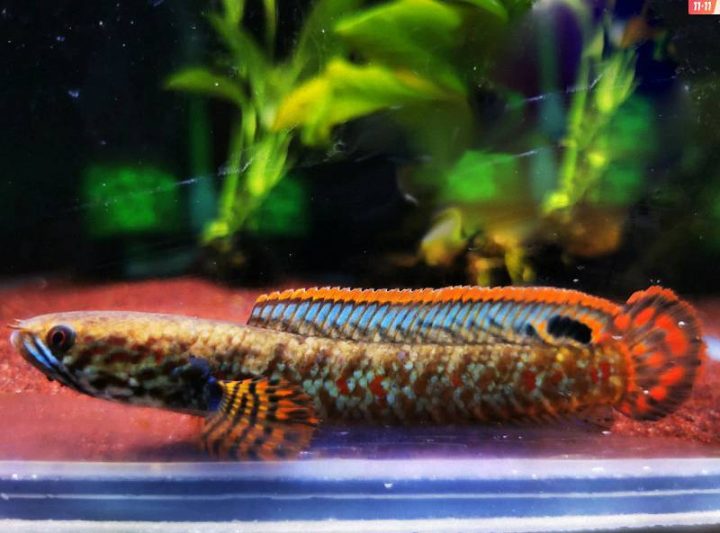 31528_pxqo_8787 3 31528_pxqo_8787 3