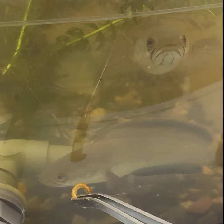 33472_kyr5_5252 1 33472_kyr5_5252 1