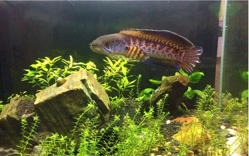 新手养黄金眼镜蛇雷龙,最容易忽略这几点 2 新手养黄金眼镜蛇雷龙,最容易忽略这几点 2