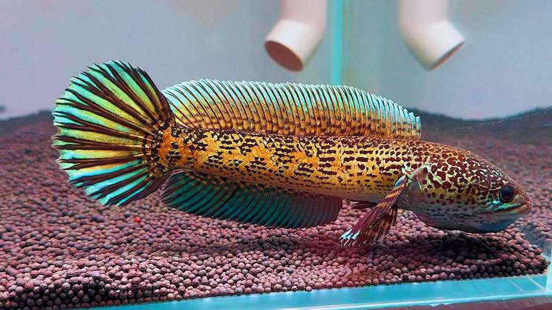 新手养黄金眼镜蛇雷龙,最容易忽略这几点 1 新手养黄金眼镜蛇雷龙,最容易忽略这几点 1