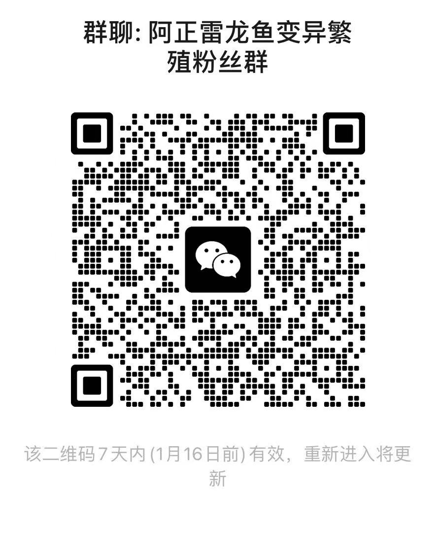 雷龙鱼友交流群-雷龙论坛-雷龙鱼交流微信群 1