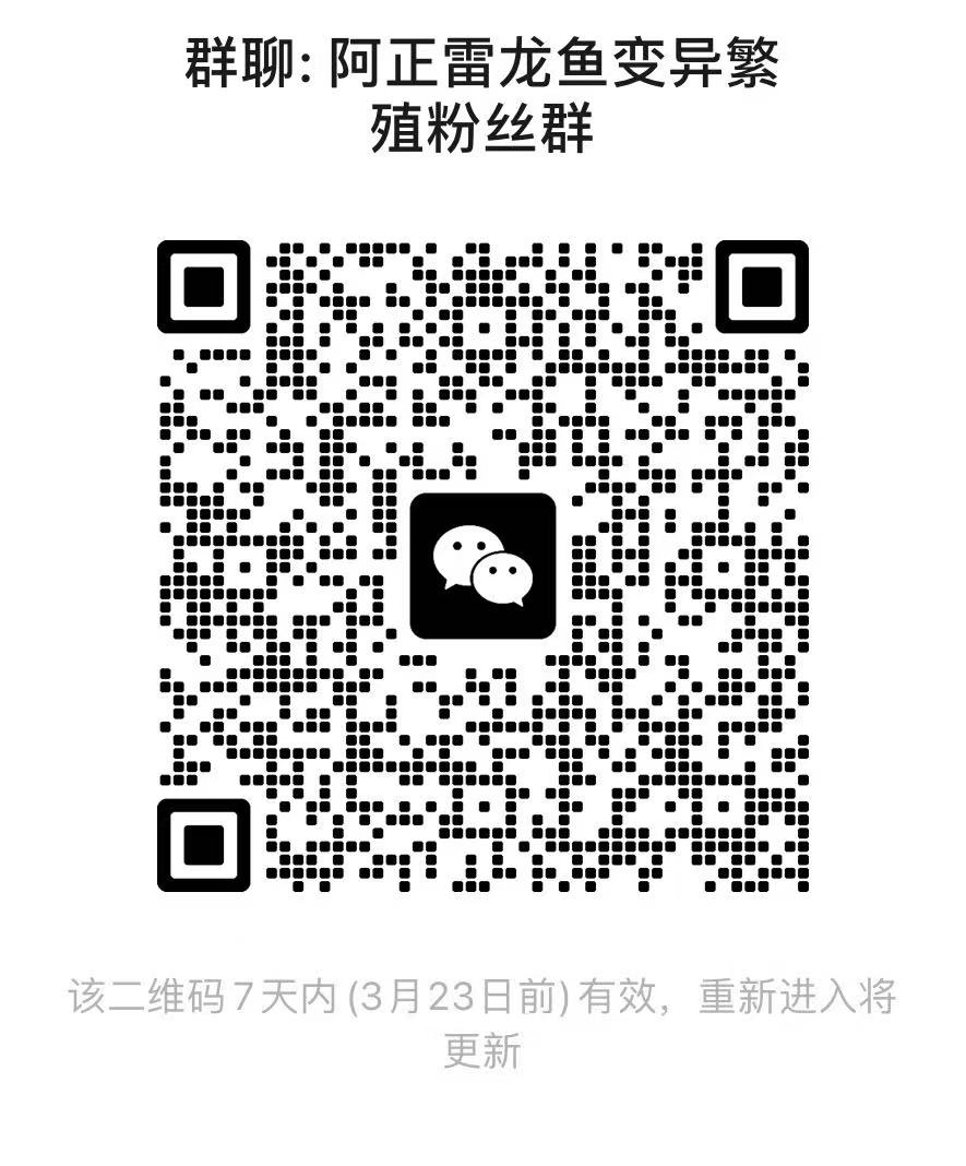 雷龙鱼友交流群-雷龙论坛-雷龙鱼交流微信群 1