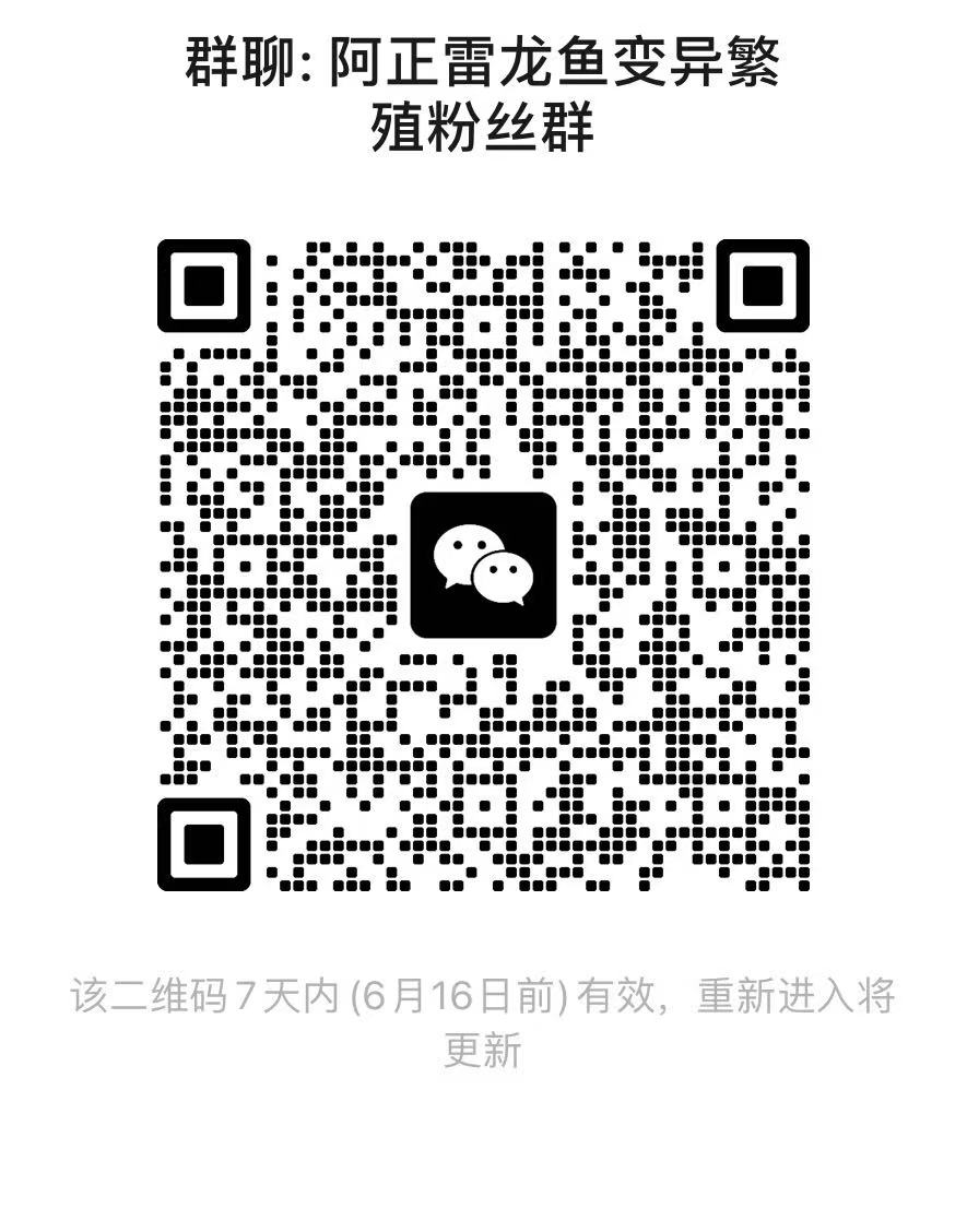 雷龙鱼友交流群-雷龙论坛-雷龙鱼交流微信群 1