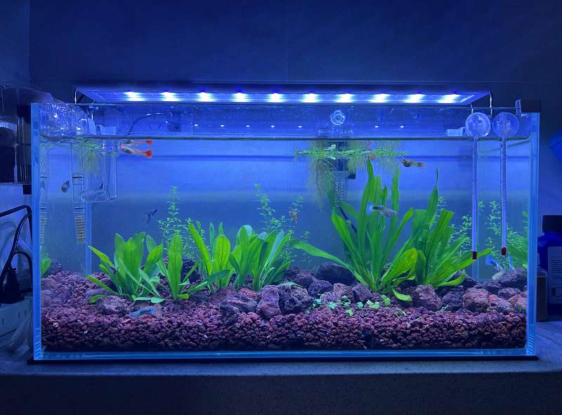 治疗期间,主缸的鱼怎么办?这份“防疫指南”请收好! 2 治疗期间,主缸的鱼怎么办?这份“防疫指南”请收好! 2