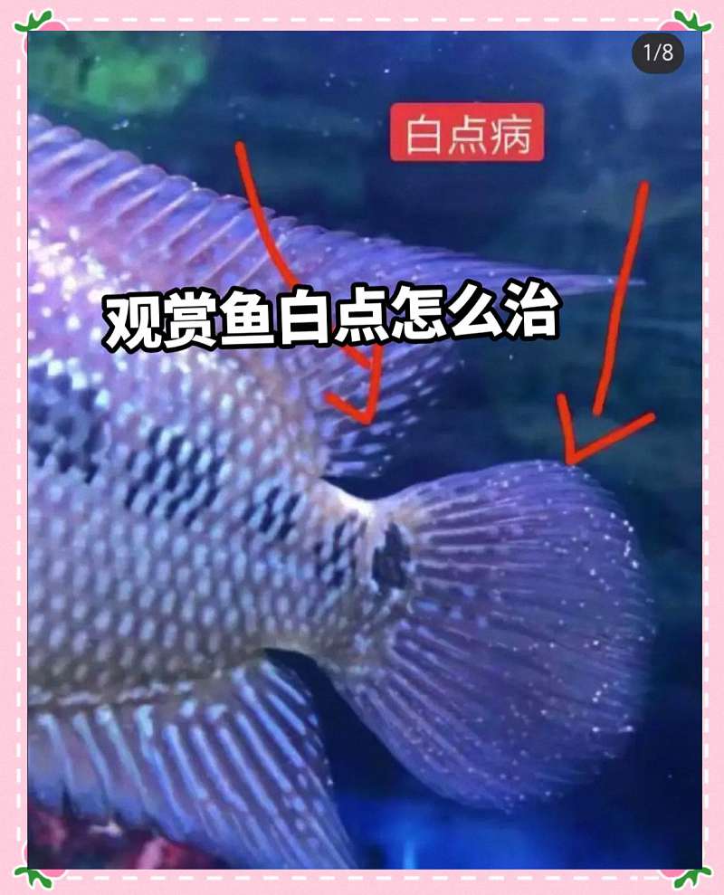 鱼身上冒出一个个小白点?别急,这是常见的“白点病”! 2 鱼身上冒出一个个小白点?别急,这是常见的“白点病”! 2