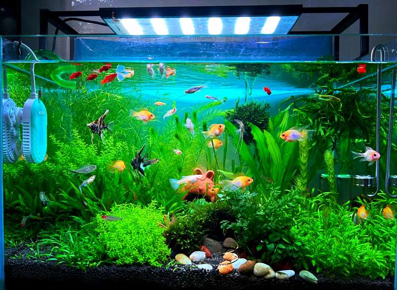 鱼病先查水：为什么水质是治疗的第一张“化验单”？ 1