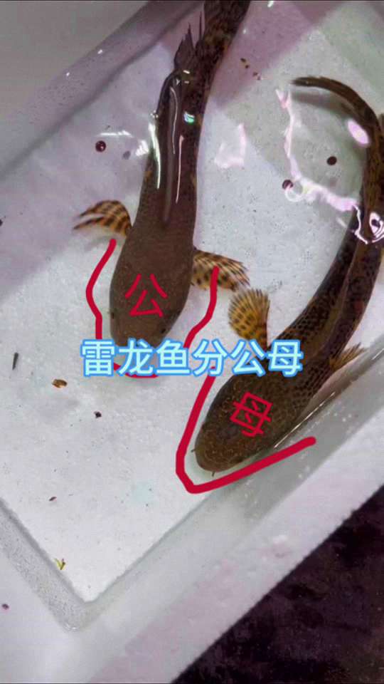 【雷龙鱼公母辨别】如何辨别雷龙鱼的公母？一份详尽的实操指南 2