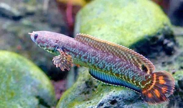 七彩雷龙 vs 五彩雷龙：一篇文章教你看透这对“孪生兄弟”