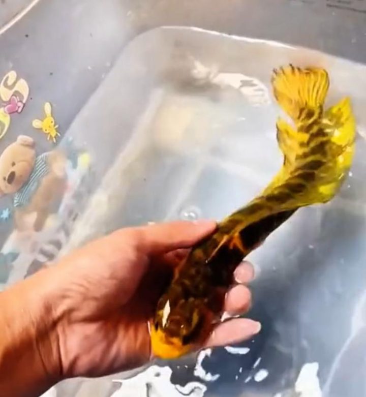 0dd7912397dda14433b574b6213bdead0df48695.jpeg@f_auto 6 0dd7912397dda14433b574b6213bdead0df48695.jpeg@f_auto 6