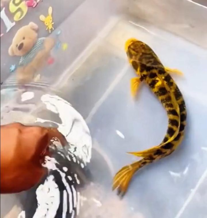 11385343fbf2b211c2ebc3c7580c6b370ed78e89.jpeg@f_auto 4 11385343fbf2b211c2ebc3c7580c6b370ed78e89.jpeg@f_auto 4