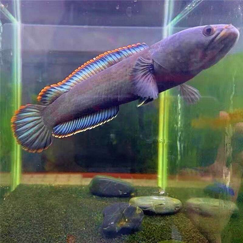 彩虹雷龙趴缸72小时急救指南:从静养到游动的完整方案 1 彩虹雷龙趴缸72小时急救指南:从静养到游动的完整方案 1