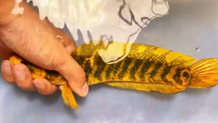 1ad5ad6eddc451dac083cc8122715c69d11632fa.jpeg@f_auto 1 1ad5ad6eddc451dac083cc8122715c69d11632fa.jpeg@f_auto 1