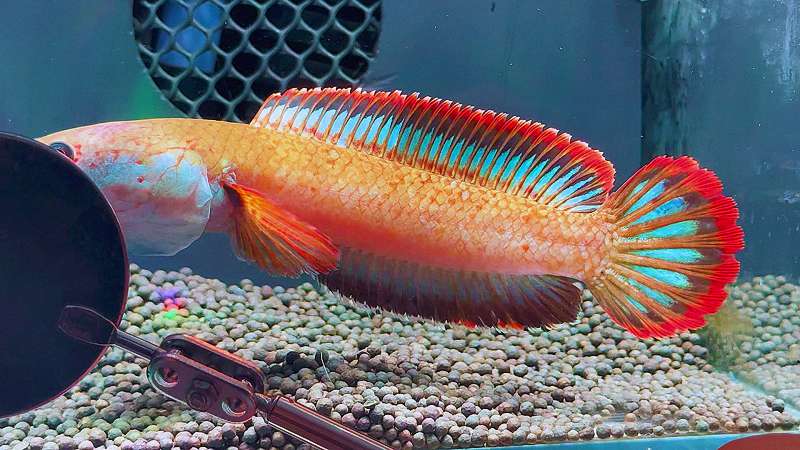 雷龙界的“爱马仕”：哪些稀有品种价值不菲？ 2