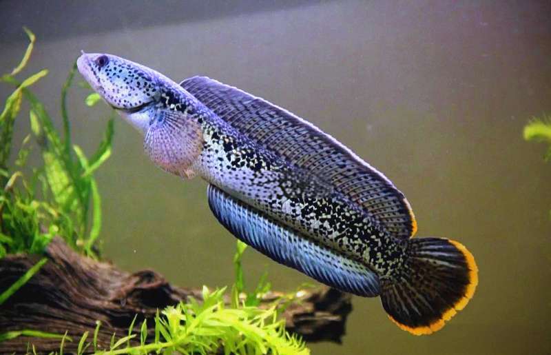 养雷龙鱼的你，家里备好这个“急救箱”了吗？ 4