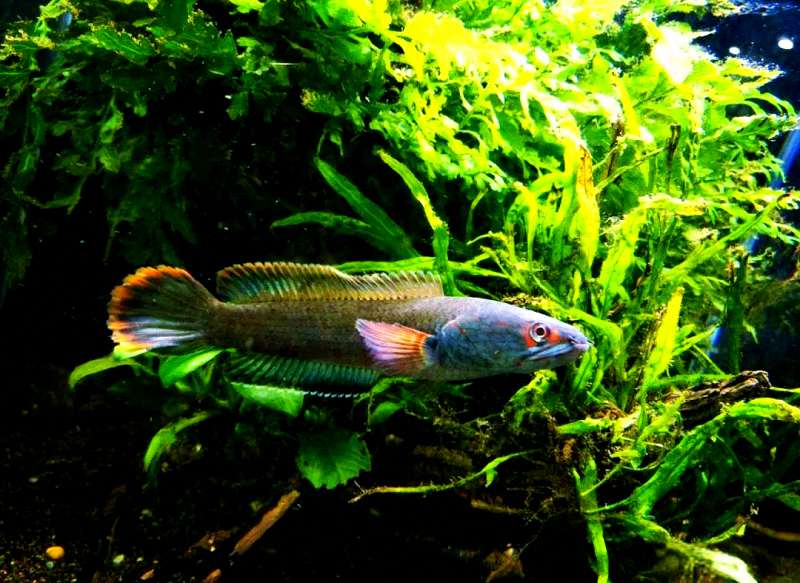 鱼病治疗两板斧：药浴与内服，你用对了吗？ 3