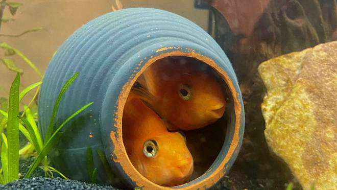 鱼病急救第一步：这样捞鱼，把伤害降到最低！ 2