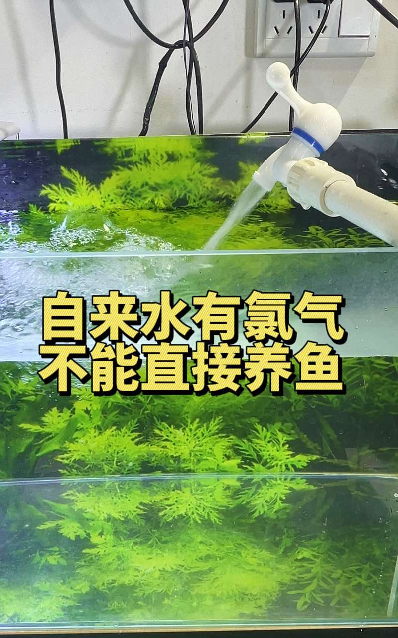 鱼病先查水：为什么水质是治疗的第一张“化验单”？ 3