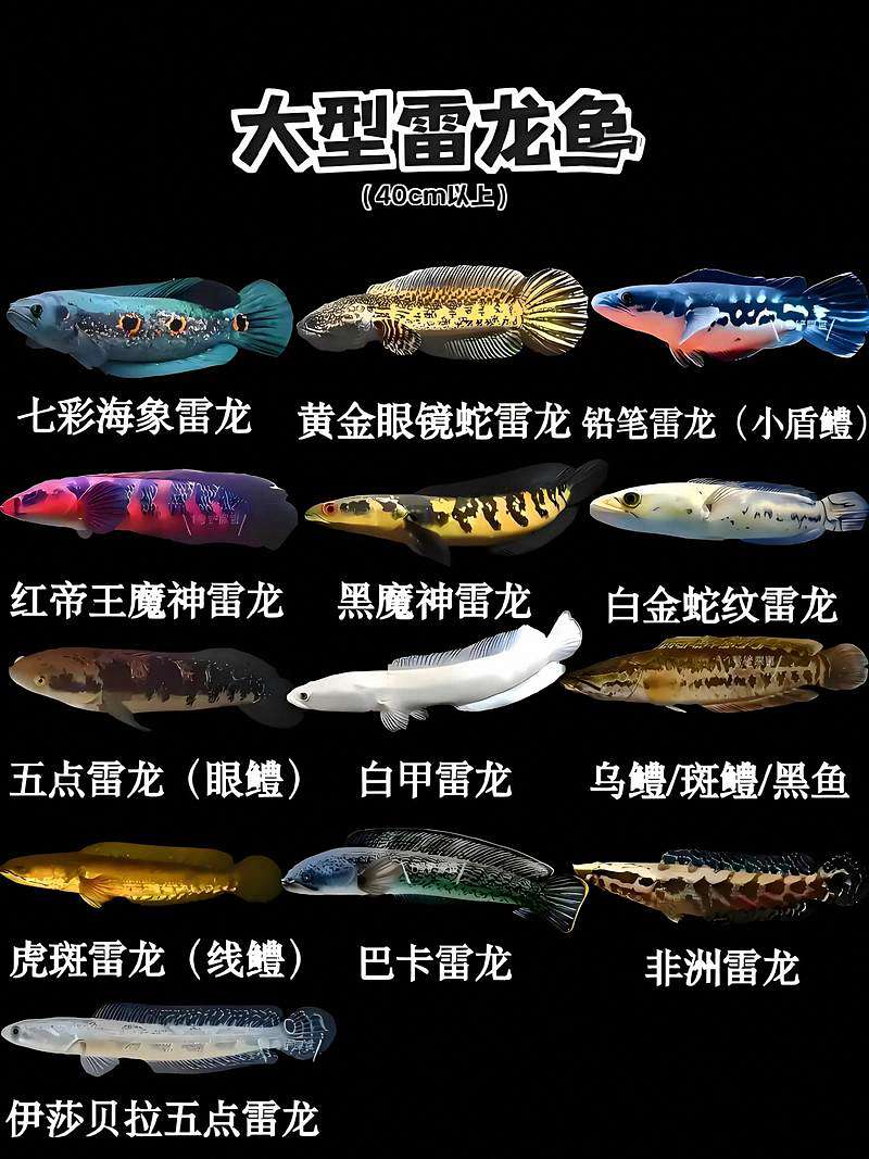 雷龙鱼品种全景图鉴：从入门选择到深度鉴赏 3
