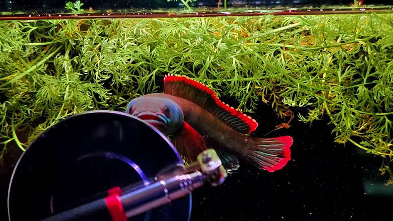 驯服雷龙鱼全攻略:从野性到亲近的科学方法与实战技巧 驯服雷龙鱼全攻略:从野性到亲近的科学方法与实战技巧