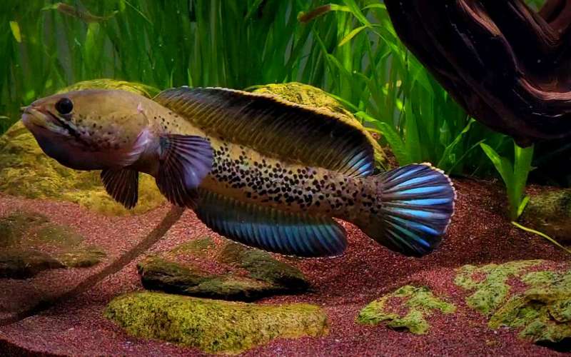 【鬼王雷龙繁殖】鬼王雷龙好繁殖吗 1 【鬼王雷龙繁殖】鬼王雷龙好繁殖吗 1