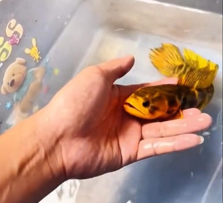 9922720e0cf3d7cac60bee986093b0066963a9ff.jpeg@f_auto 7 9922720e0cf3d7cac60bee986093b0066963a9ff.jpeg@f_auto 7