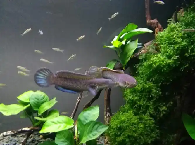 【鬼王雷龙繁殖】鬼王雷龙好繁殖吗 3 【鬼王雷龙繁殖】鬼王雷龙好繁殖吗 3