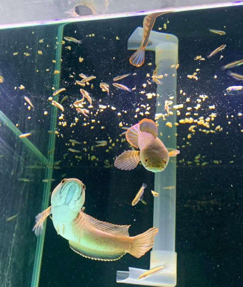 【彩虹雷龙繁殖全攻略】从配对到育幼,体验小型雷龙的繁殖乐趣 【彩虹雷龙繁殖全攻略】从配对到育幼,体验小型雷龙的繁殖乐趣