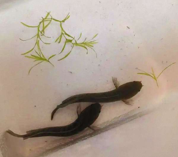 【幻红雷龙公母鉴别】“母鱼比公鱼更红?”——破解幻红雷龙公母鉴别的三大常见误区 2 【幻红雷龙公母鉴别】“母鱼比公鱼更红?”——破解幻红雷龙公母鉴别的三大常见误区 2