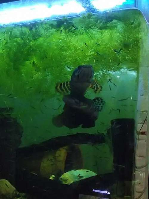 【幻红雷龙公母鉴别】“母鱼比公鱼更红?”——破解幻红雷龙公母鉴别的三大常见误区 3 【幻红雷龙公母鉴别】“母鱼比公鱼更红?”——破解幻红雷龙公母鉴别的三大常见误区 3