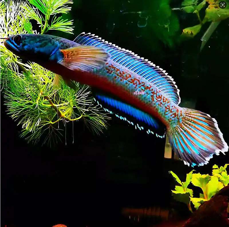 雷龙鱼到新环境不发色怎么办:揭秘“保护色”与诱导发色的科学方法 3 雷龙鱼到新环境不发色怎么办:揭秘“保护色”与诱导发色的科学方法 3