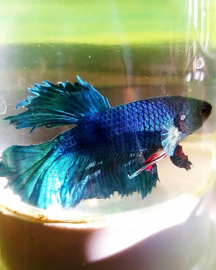 发现病鱼，第一步应该做什么？