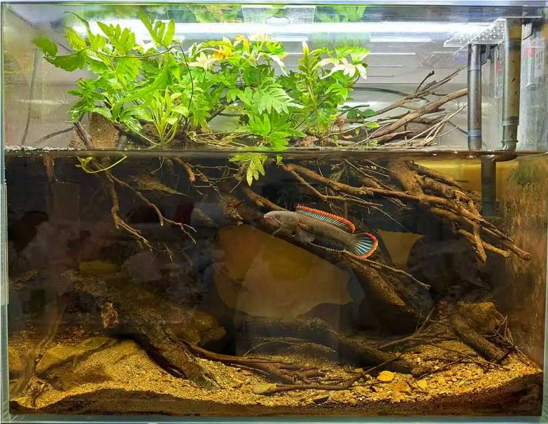 紧急出动！爱鱼生病了？这个“鱼用ICU”你必须准备好！ 3