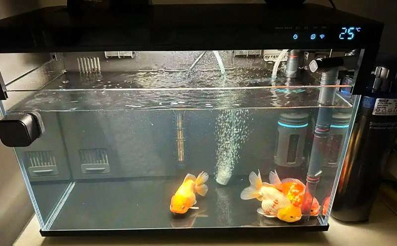 鱼病急救第一步：这样捞鱼，把伤害降到最低！ 1